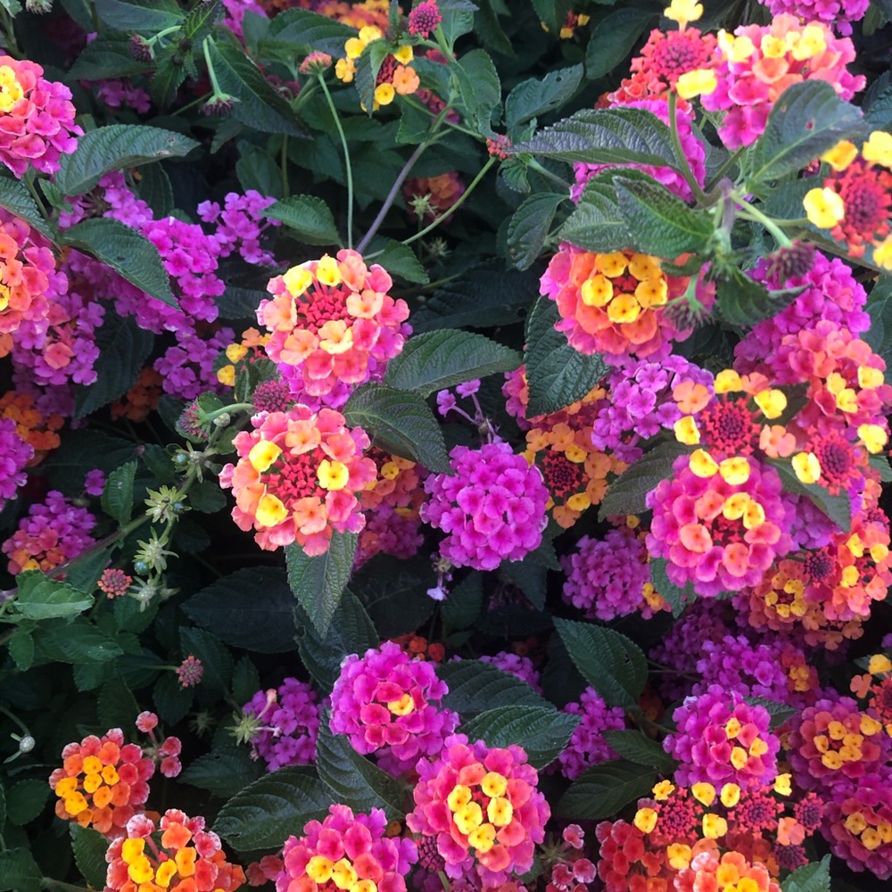 Meet your Posher, Sierra